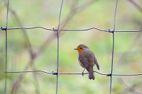 Roodborstje (Erithacus rubecula) 12-2017 8544